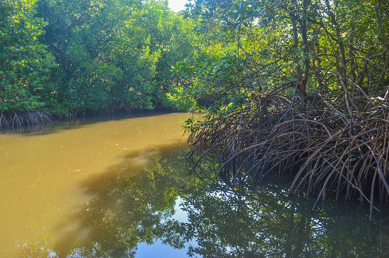 Taman Wisata Mangrove Mbay