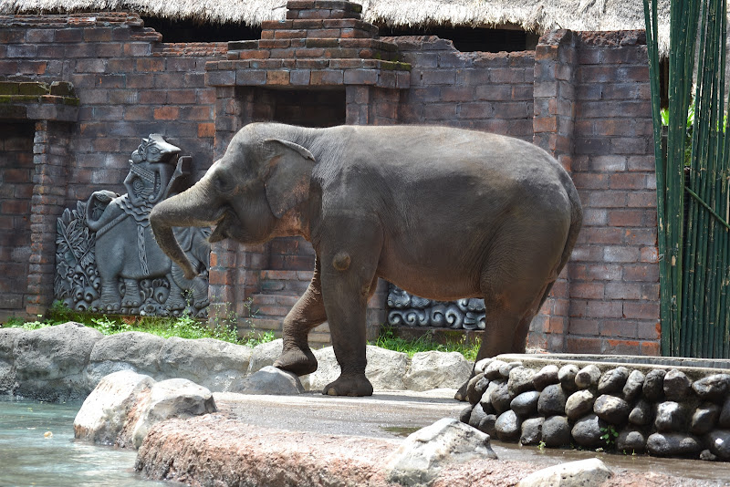 Taman Safari Bali