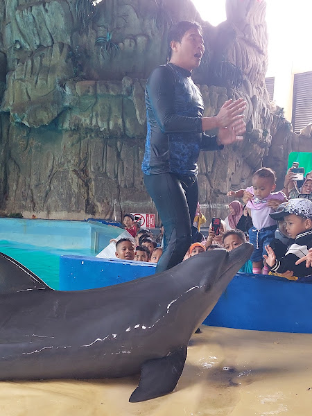 Dolphin show