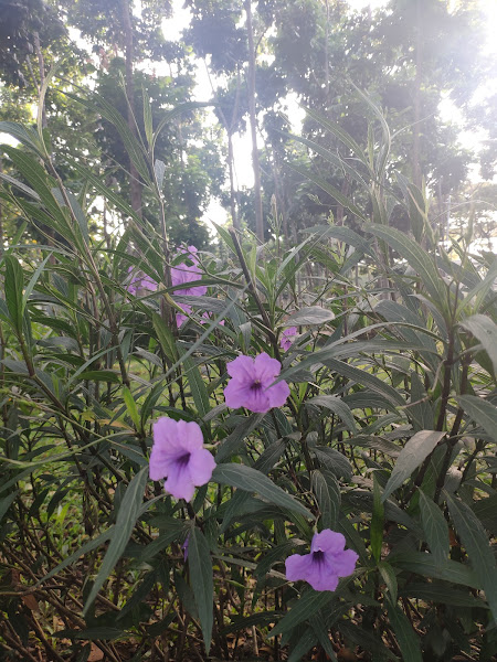 Taman Hutan Kota Penjaringan