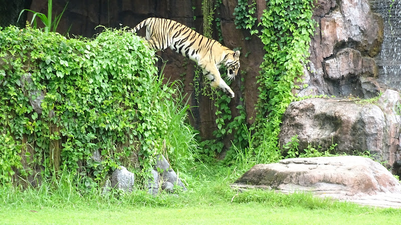 HARIMAU SHOW