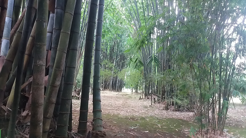 Bamboo Garden