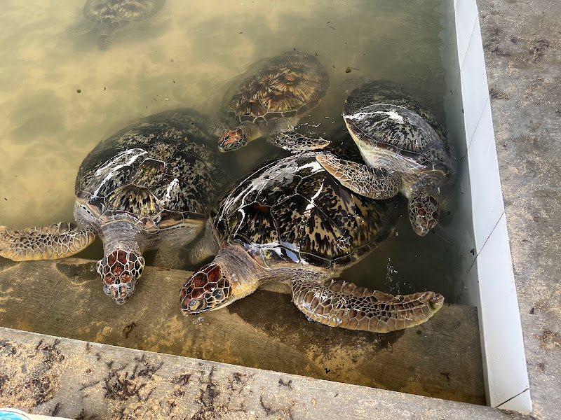 Penangkaran Penyu Bali Tanjung Benoa