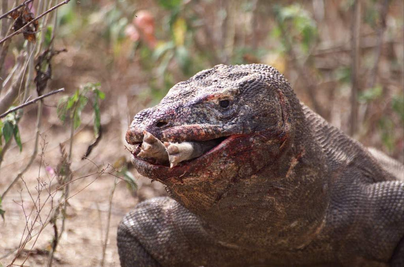 Komodo Flores