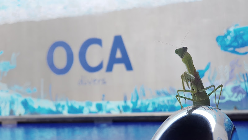OCA Divers