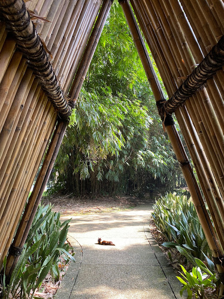 Bamboo Garden