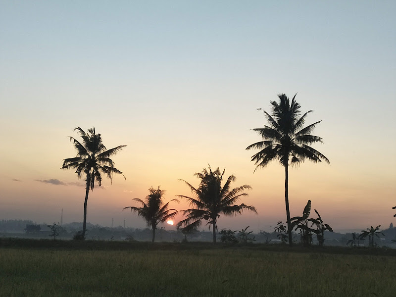 Lapangan Bibis