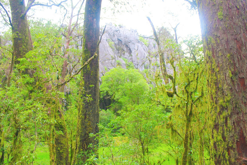 Kaki Gunung Mutis