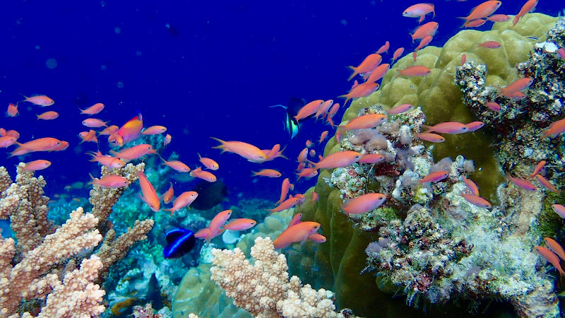 Beach Hotel in Hatta Island : accommodation guesthouse & homestay diving the Banda Neira Islands