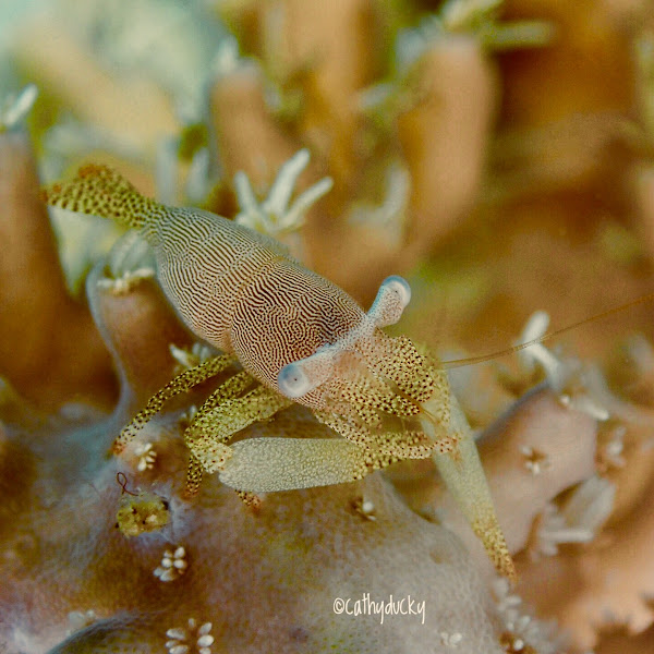 Ambon Blue Rose Divers