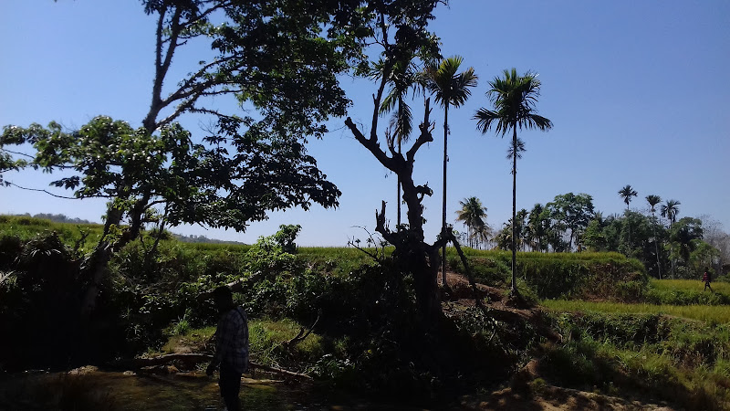 Bendungan Waikelo Sawah