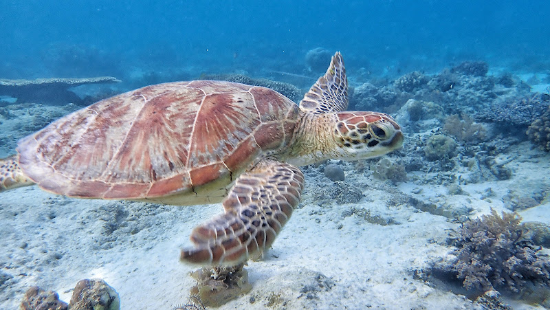 Gili Meno Turtle Sanctuary