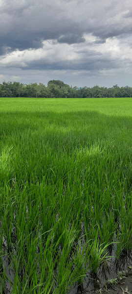 Sawah Radawea