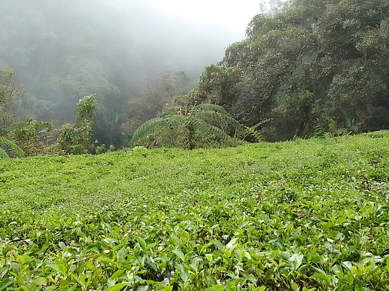 Curug cipangisikan