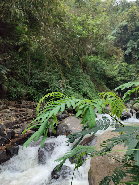 Coban Jahe