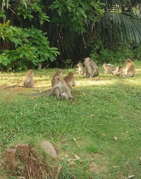 Suaka Margasatwa Muara Angke