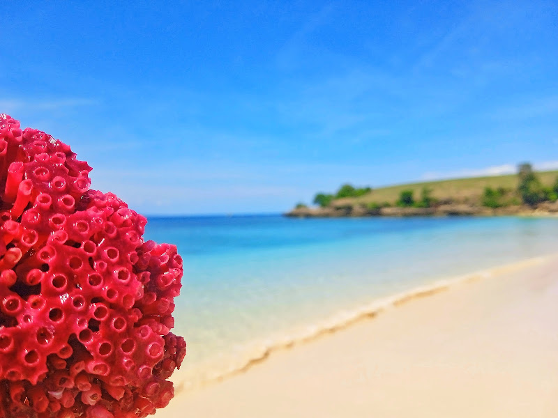 Pink Beach Lombok