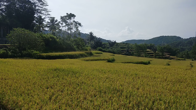 Sawah gako boawae
