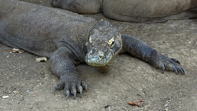 Loh Buaya Komodo National Park