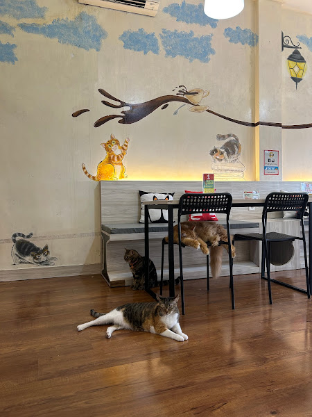 Kopi Cat Cafe by Groovy - Kemang