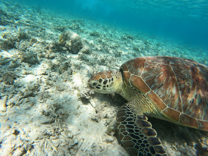 Gili Meno Turtle Sanctuary