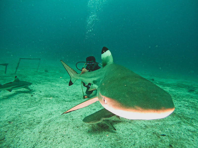 Shark Diving Indonesia Morotai