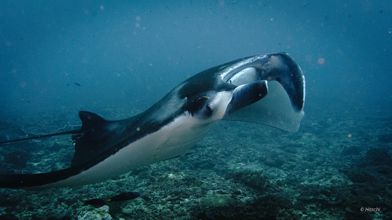 Nusa Dua Dive Centre