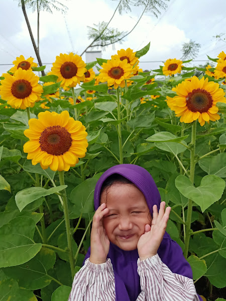 Sunflower Festival PVJ Bandung