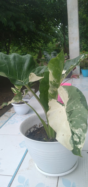 KOST UJUNG ASPAL