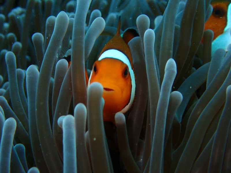 Nusa Dua Dive Centre