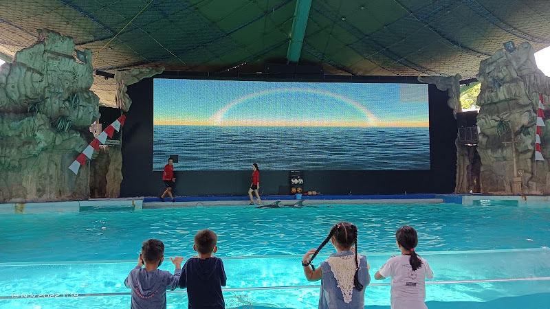 Dolphin show