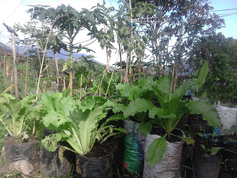 Kost SEPTIA