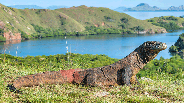 Taman Nasional Komodo