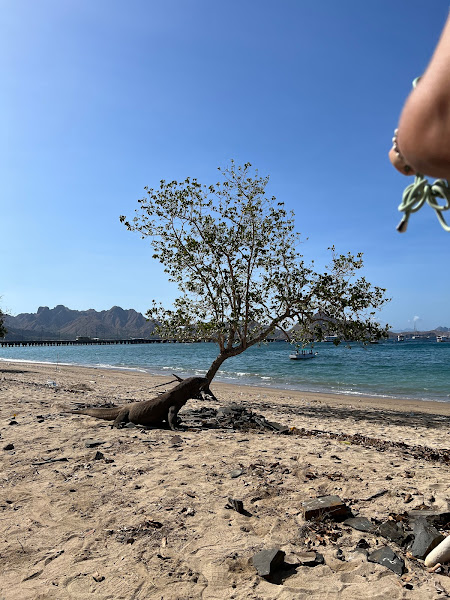 Loh Liang - Komodo National Park