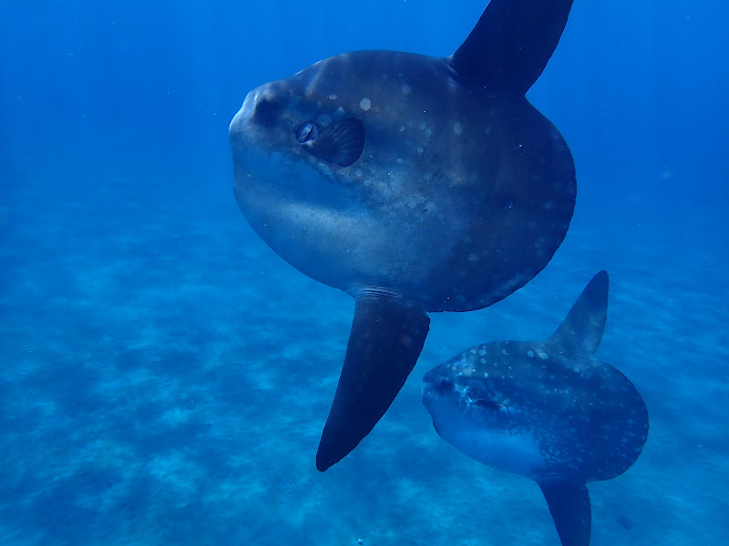 Nusa Dua Dive Centre