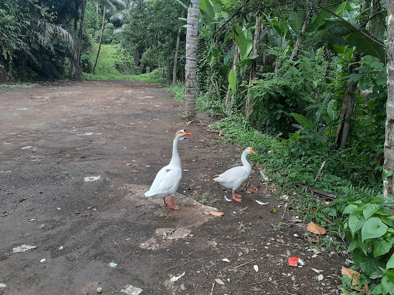 Taman Mumbul Sangeh