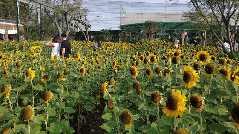 Sunflower Festival PVJ Bandung