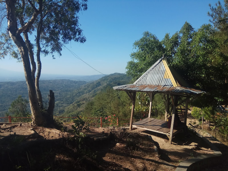 Puncak Pinus Becici Yogyakarta