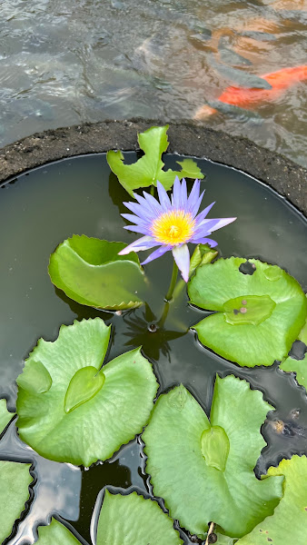 Taman Mumbul Sangeh