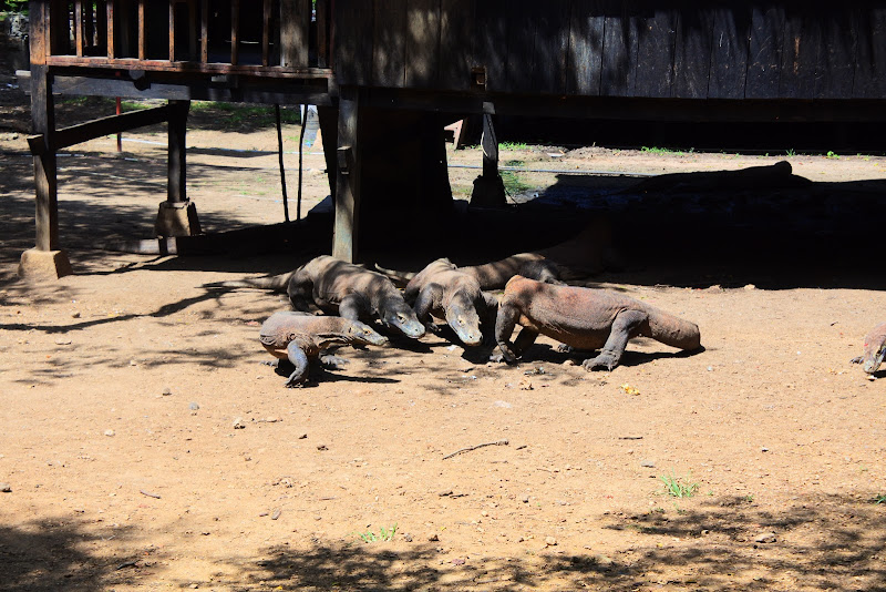 Loh Buaya Komodo National Park