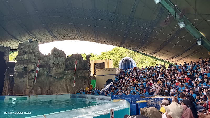 Dolphin show