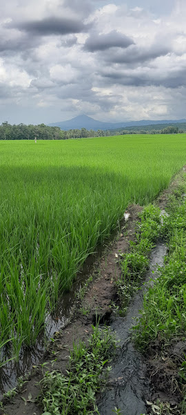 Sawah Radawea