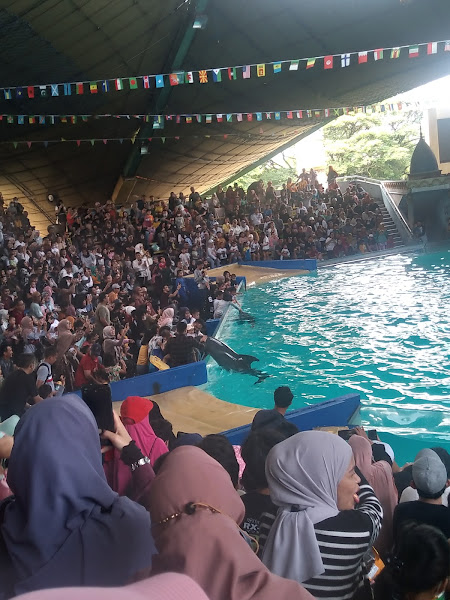 Dolphin show