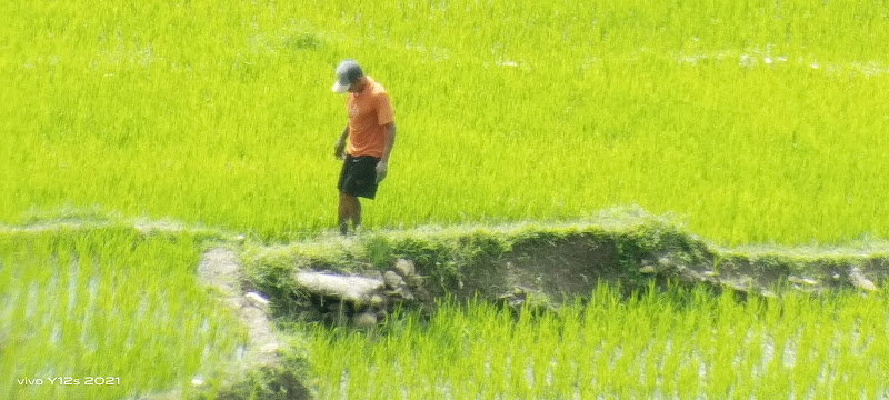 Lodok Rana Wota
