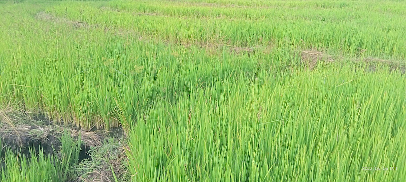 Woko Ri&apos;i