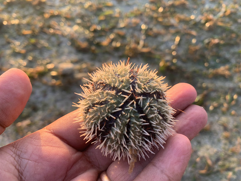 PANTAI SAMUH