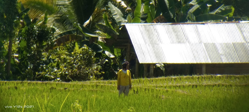 Lodok Rana Wota