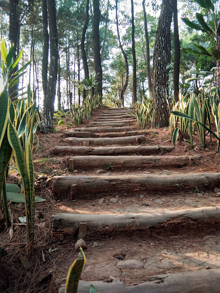 Puncak Pinus Becici Yogyakarta