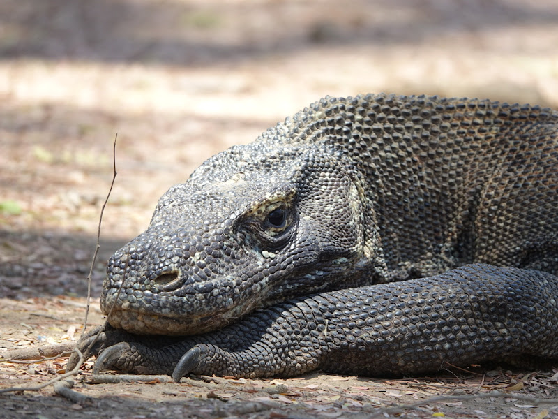 Komodo Flores