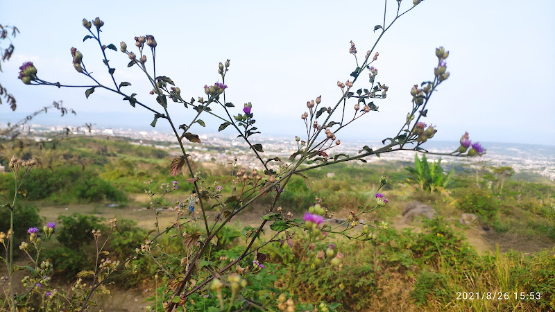 Puncak Jati